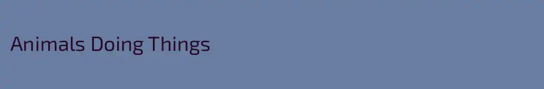 Animals Doing Things